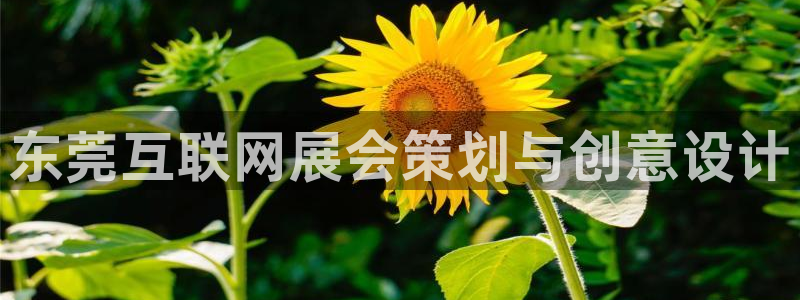 先锋娱乐入口：东莞互联网展会策